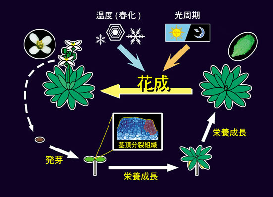 図1