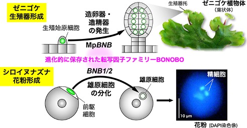 生殖系列の決定