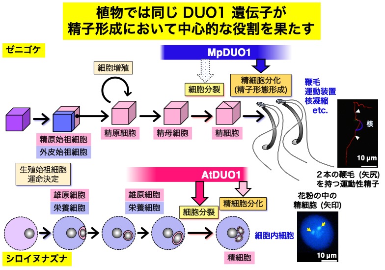 精細胞分化