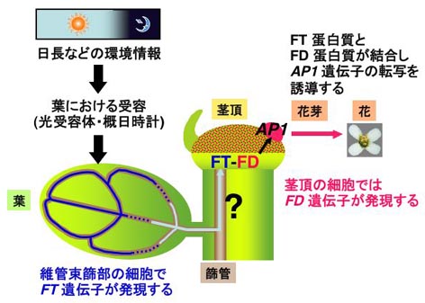 図