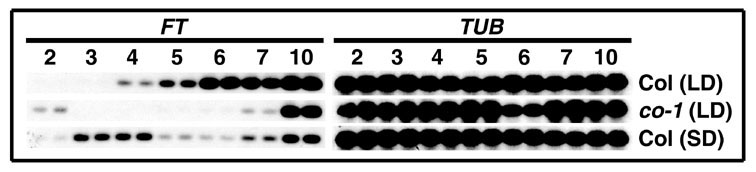 図6C