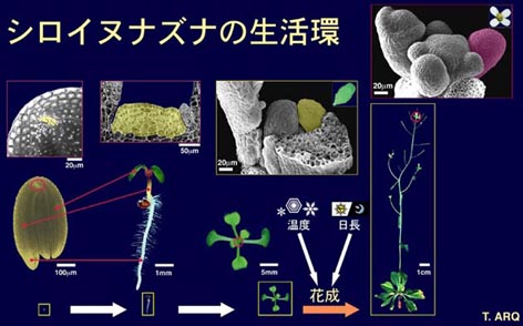 シロイヌナズナの生活環