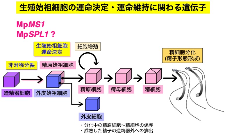 精原始祖細胞分化