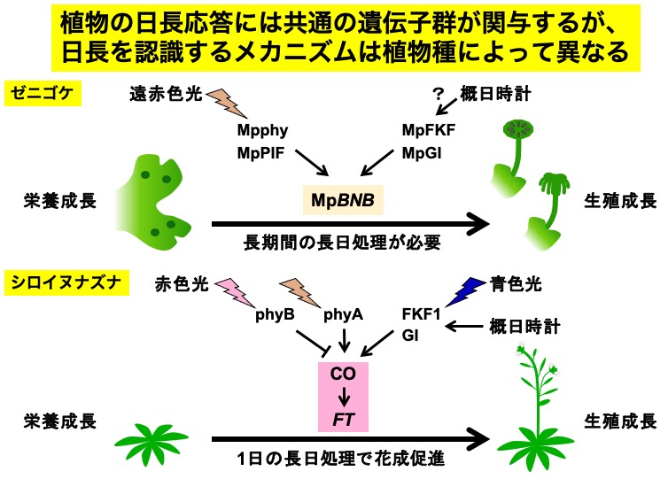 日長応答