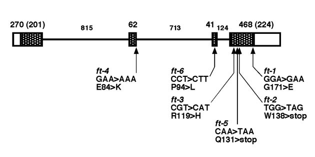 図5A