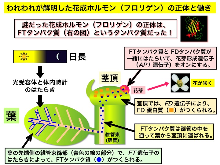 フロリゲン